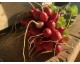 Radis Botte (ronds rouges) 